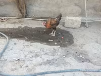 Chickens — photo 7