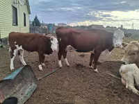公牛, Latvian Blue cattle — 照片 1