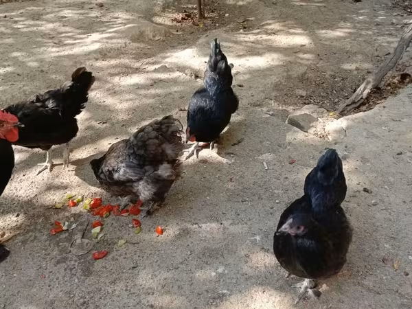 Chickens