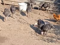 Turkeys — الصورة 1