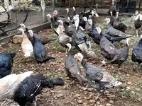 Turkeys — 照片 3