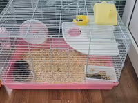 Cırtdan hamsterlər və tam avadanlıqlı qəfəs dəsti 2 qəfəs böyük və — foto 2