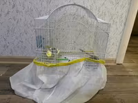 Növ: Nimfa (Cockatiel) tutuquşusu Razilaşmayla Qefes quş bir yerde — foto 4