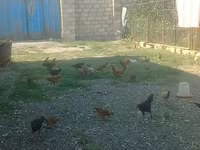 Chickens — Foto 2