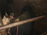 Cow, Cattle — photo 1