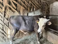 Toro, Ganado vacuno — foto 6