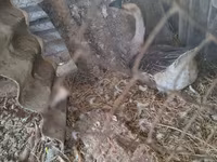 Geese — फ़ोटो 3