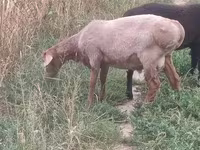 Widder, Arashan sheep — Foto 7