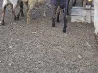 Ram, Sheep — photo 1