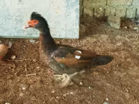 Ducks — 照片 4