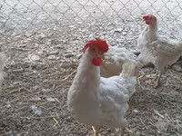 Chickens — 4-сурет