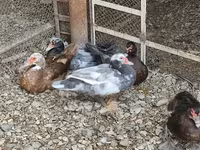 Chickens — 6-rasm
