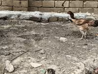 Chickens — फ़ोटो 5