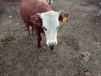 Бұқа, Simmental cattle — 4-сурет
