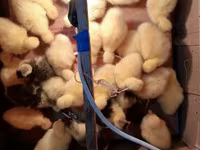 Geese — الصورة 2