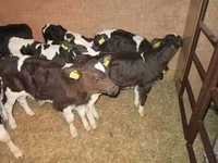 Bull, Russian Black pied cattle — photo 8