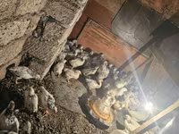 Chickens — photo 2