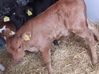 Bulle, Simmental cattle — Foto 2