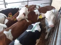 Toro, Simmental cattle — foto 2