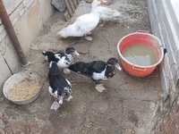 Ducks — Foto 3