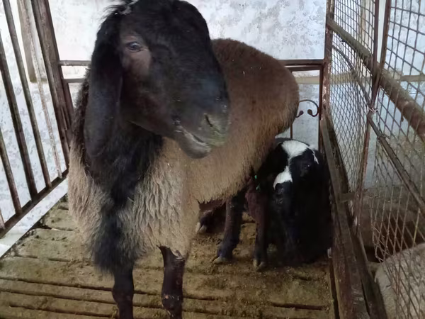 كبش, Blackheaded Persian sheep