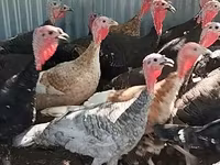 Turkeys — Foto 1