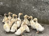 American Pekin — Foto 3