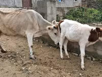 Vaca, Ganado vacuno — foto 1