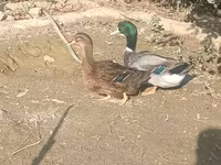 Ducks — Foto 1