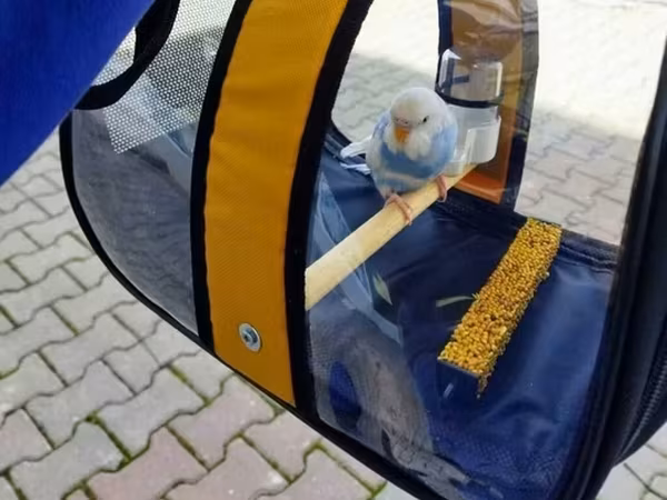 Quş daşıma çantası əldə başqa modellərdə var . həm quslar həmdə