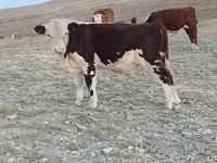 ثور, البقرة الكازاخستانية ذات الرأس الأبيض — الصورة 8