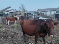 Cow, Cattle — photo 1