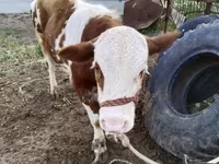 Bulle, Simmental cattle — Foto 2