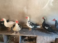 Hausente — Foto 3