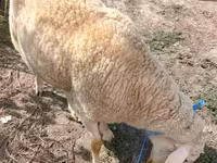 كبش, Assaf sheep — الصورة 2