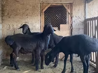 كبش, الأغنام — الصورة 3