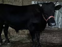 Бұқа, Ірі қара — 4-сурет