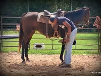 Stute, Quarter Horse — Foto 5