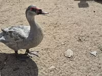 ईस्ट इंडी — फ़ोटो 2