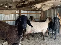 Schaf, Kazakh fat-tailed coarsewool sheep — Foto 3