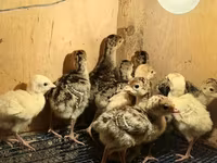 Turkeys — الصورة 3