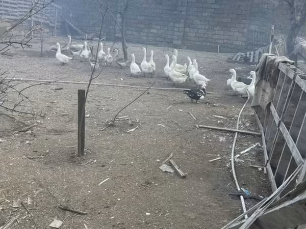 Кубань