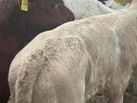 Rinder (Partie, Geschlecht nicht angegeben), Simmental cattle — Foto 2