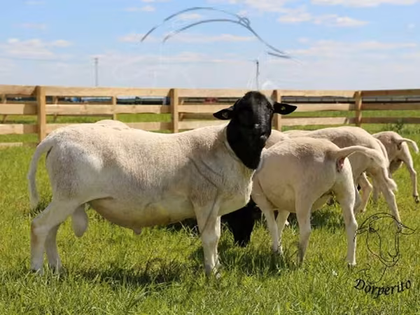 Баран, Dorper sheep