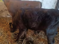 Buğa, Simmental cattle — foto 3
