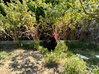 Australian Pit Game fowl — Foto 2