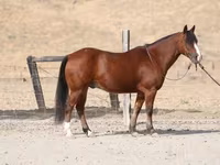 Hengst, Quarter Horse — Foto 2