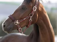 Stute, Manipuri pony — Foto 1
