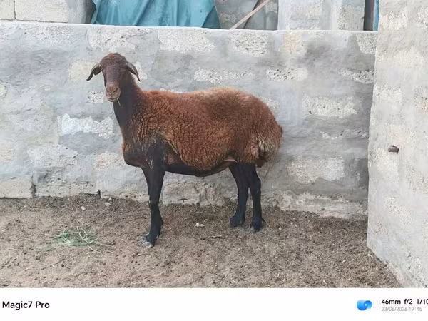 Carnero, Ovejas