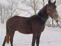Hengst, Horse breed — Foto 1